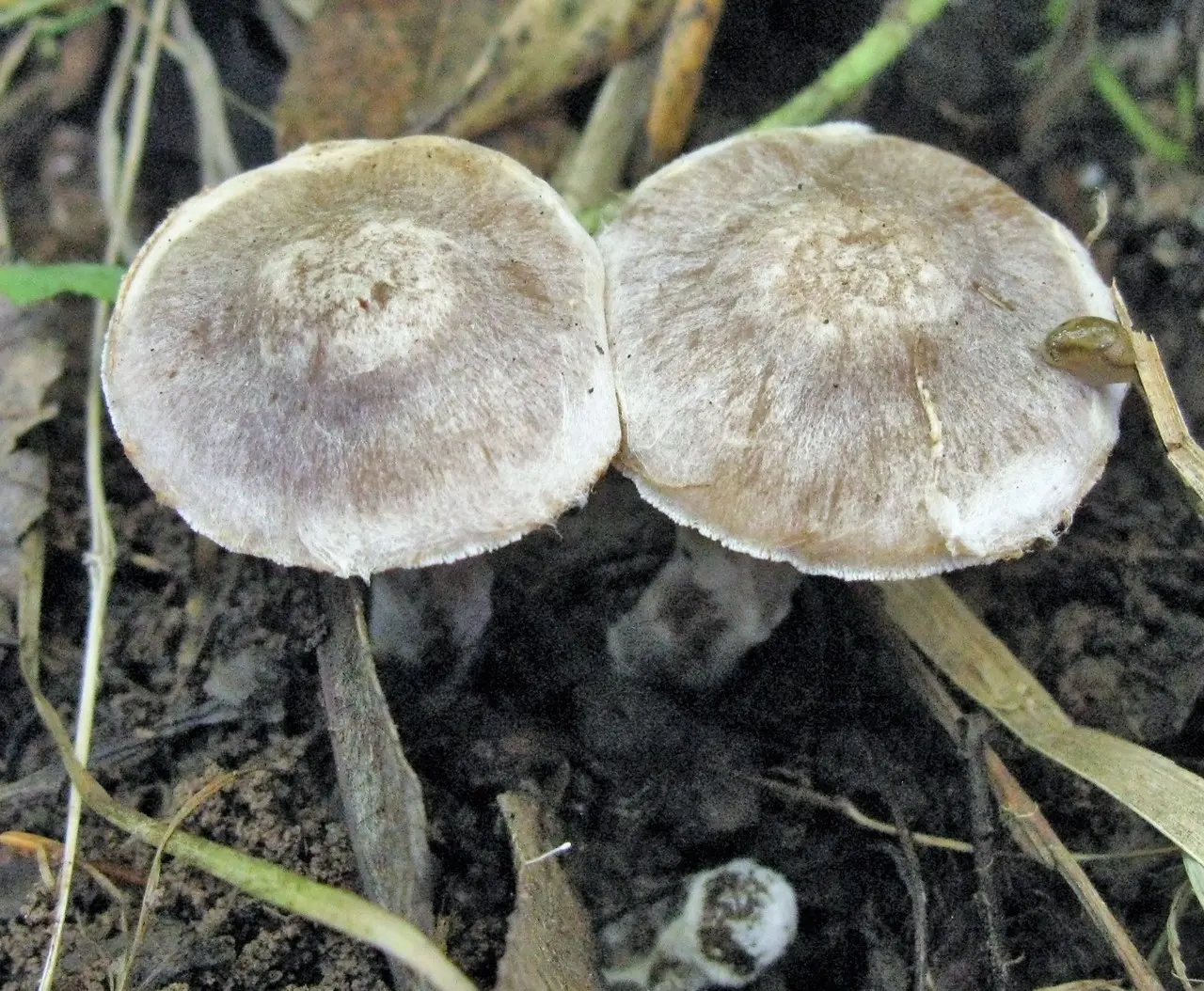 Dull cobweb (Cortinarius saturninus) photo and description