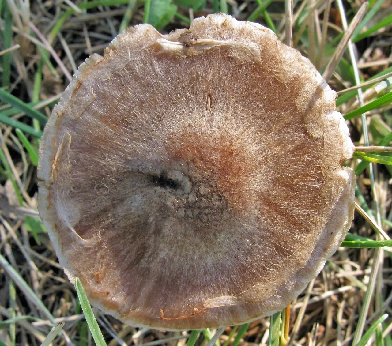 Dull cobweb (Cortinarius saturninus) photo and description