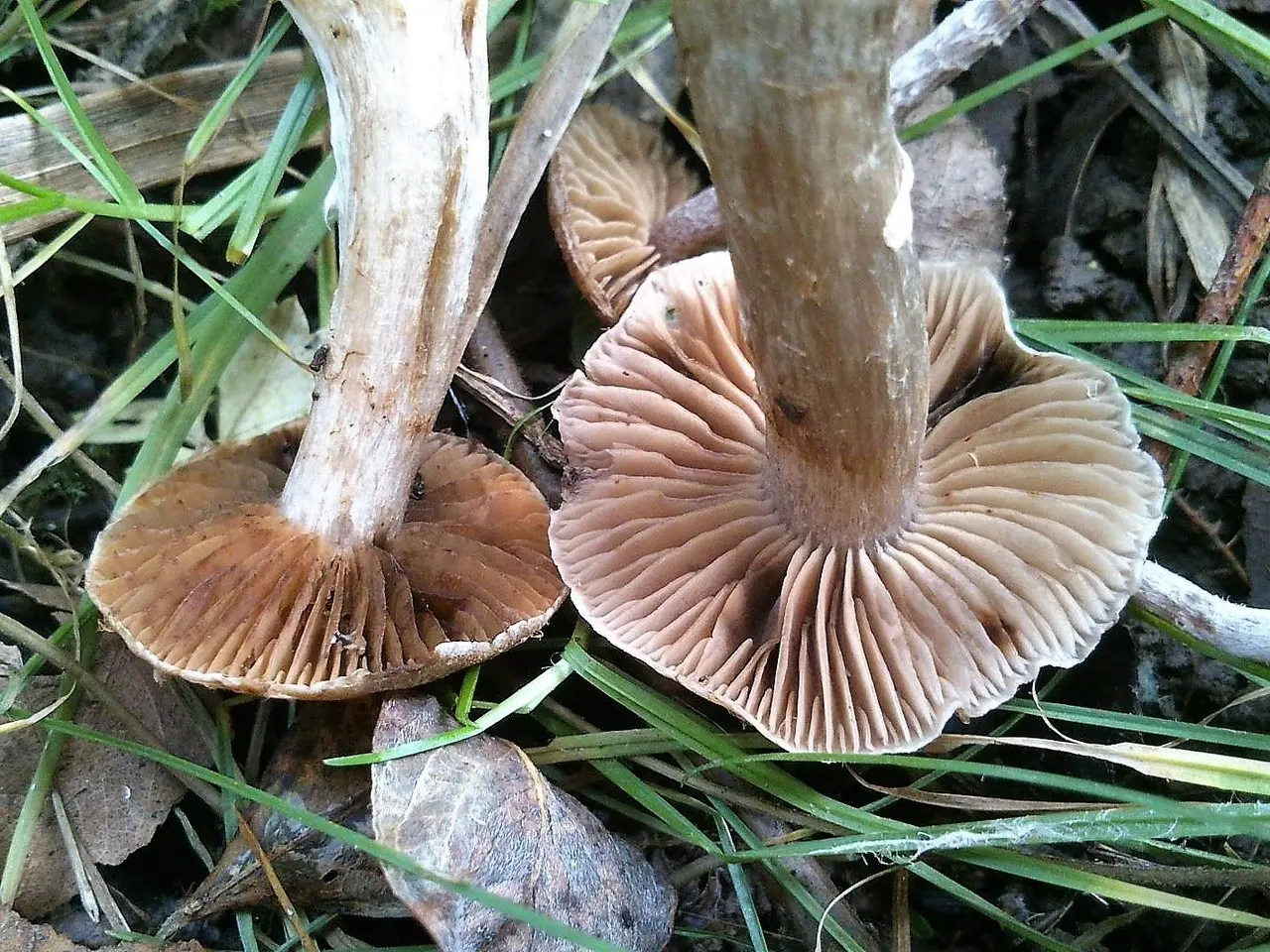 Dull cobweb (Cortinarius saturninus) photo and description