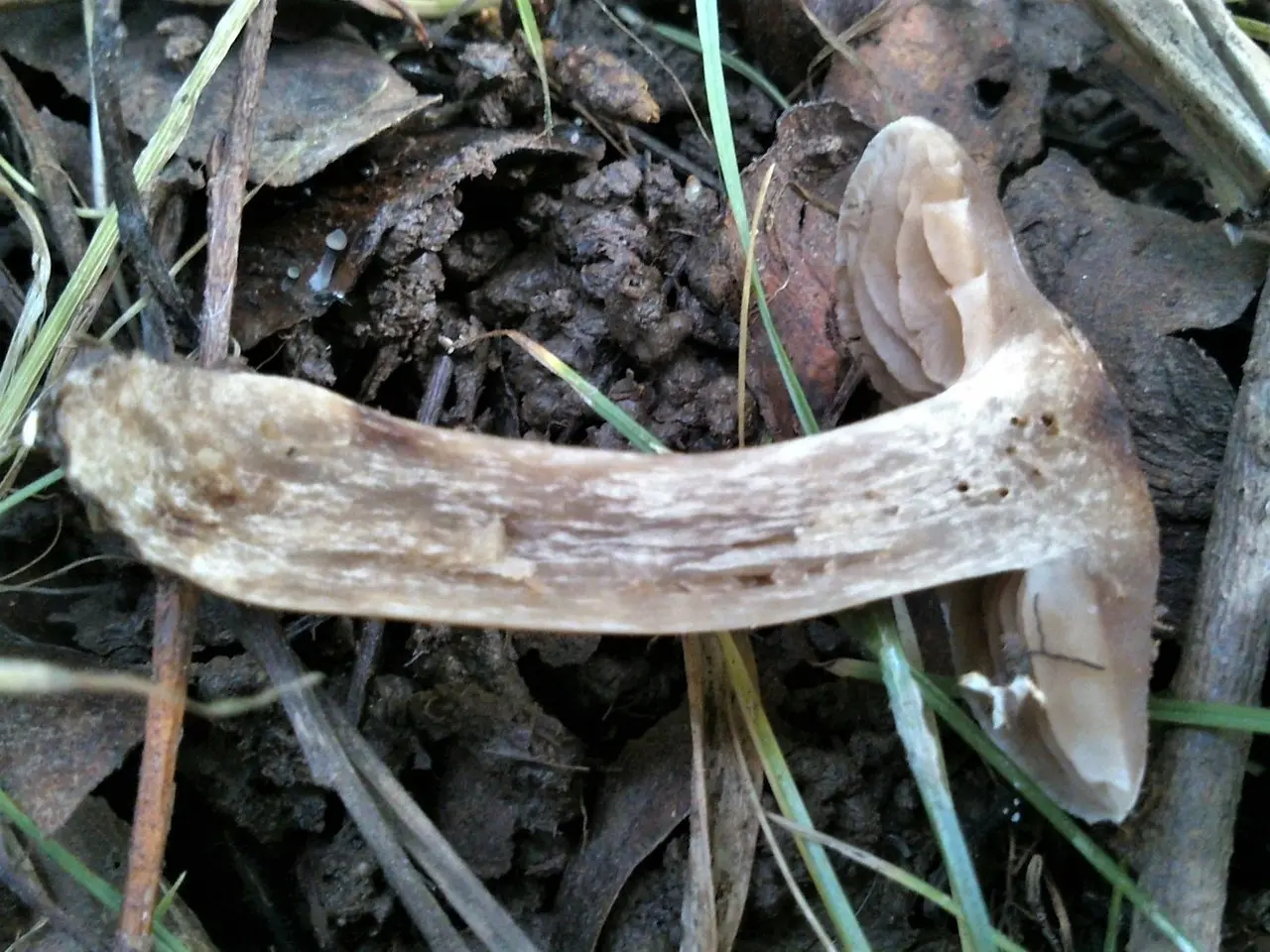 Dull cobweb (Cortinarius saturninus) photo and description