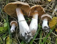 Dull cobweb (Cortinarius saturninus) photo and description