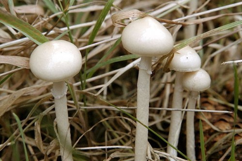 Dung bald head (Stropharia dung): photo and description