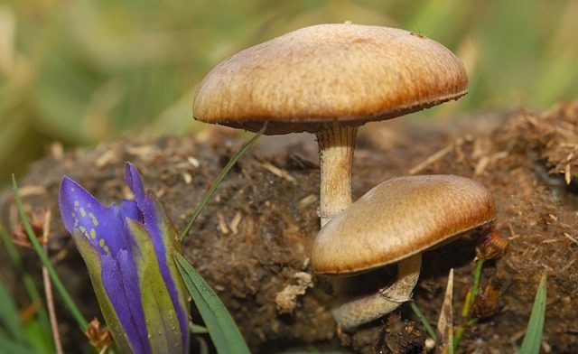 Dung bald head (Stropharia dung): photo and description