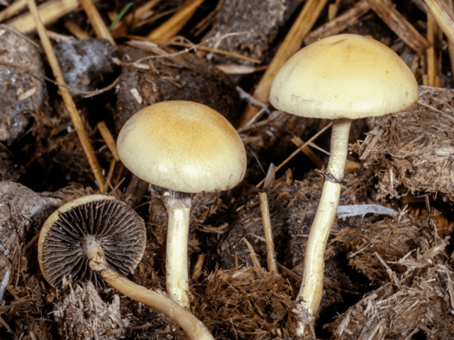 Dung bald head (Stropharia dung): photo and description