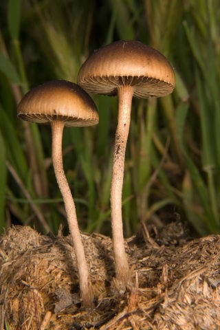 Dung bald head (Stropharia dung): photo and description