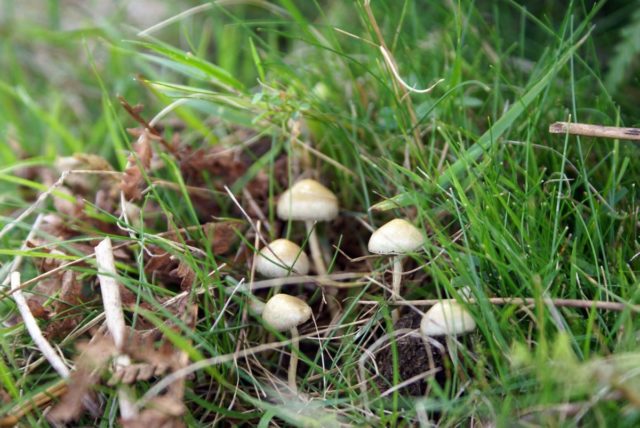 Dung bald head (Stropharia dung): photo and description