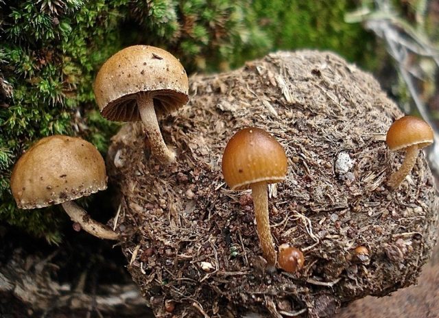 Dung bald head (Stropharia dung): photo and description