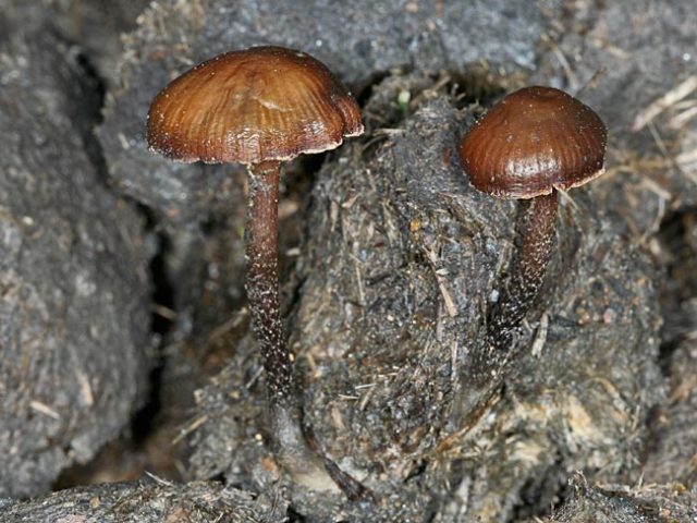 Dung bald head (Stropharia dung): photo and description