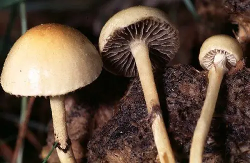 Dung bald spot (Deconica merdaria) photo and description
