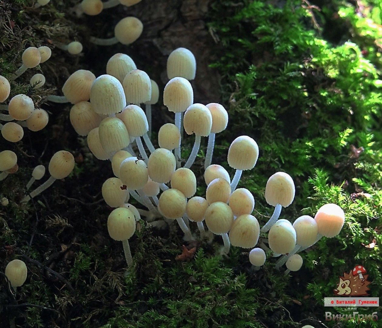 Dung beetle mushroom and alcohol: myths around koprin