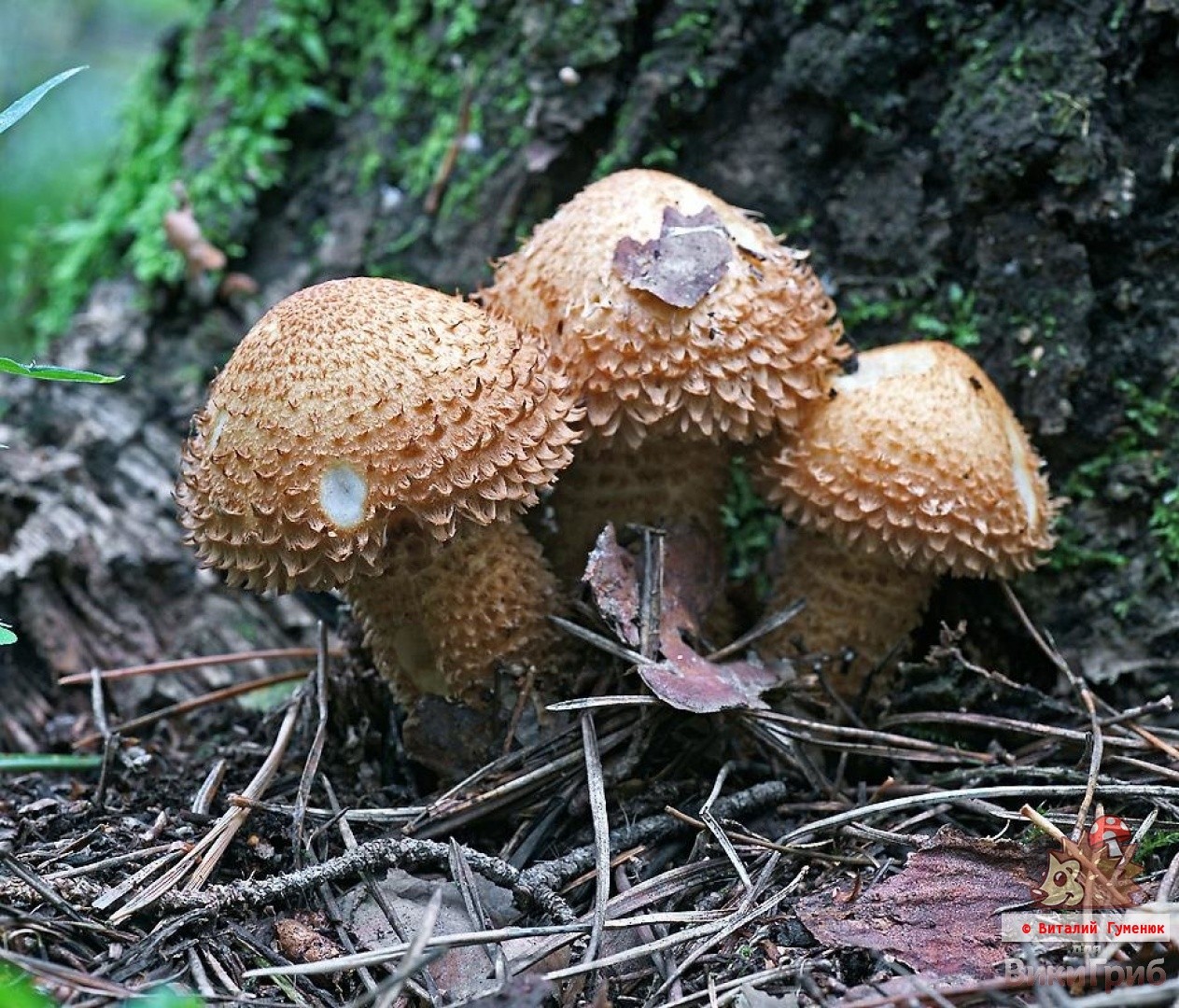Dung beetle mushroom and alcohol: myths around koprin