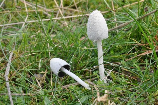 Dung beetle mushroom: cooking, what it looks like and where it grows