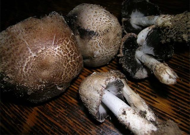 Dung beetle mushroom: cooking, what it looks like and where it grows