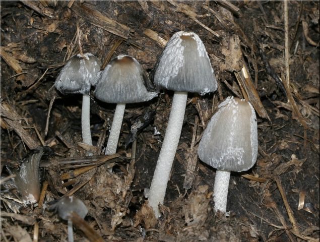 Dung beetle mushroom: cooking, what it looks like and where it grows