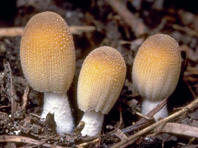 Dung beetle mushroom: cooking, what it looks like and where it grows