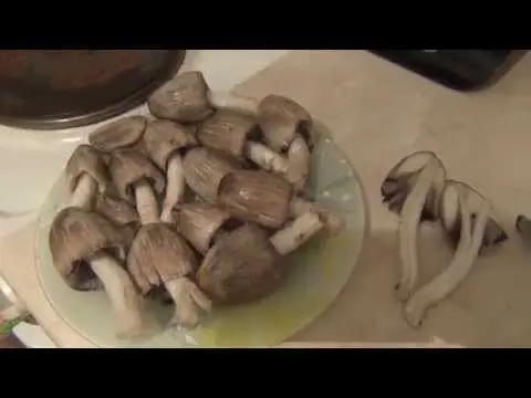 Dung beetle mushroom: cooking, what it looks like and where it grows