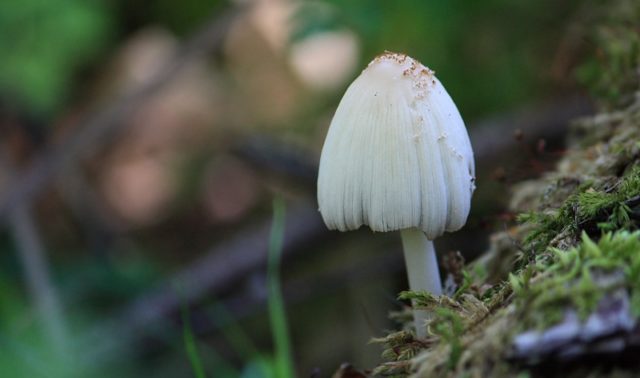 Dung beetle mushroom: cooking, what it looks like and where it grows