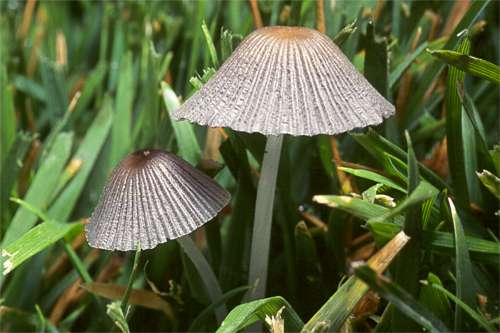 Dung beetle mushroom: cooking, what it looks like and where it grows