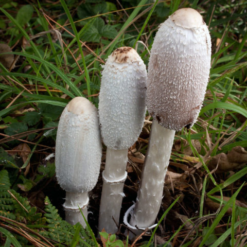 Dung beetle mushroom: cooking, what it looks like and where it grows