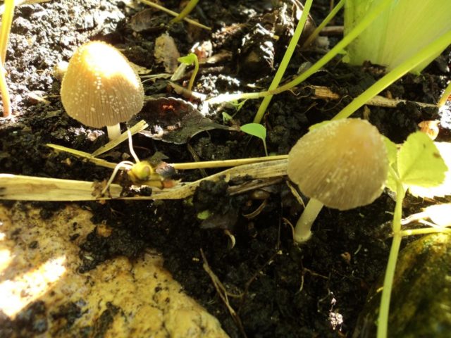 Dung beetle: photo and description of the mushroom