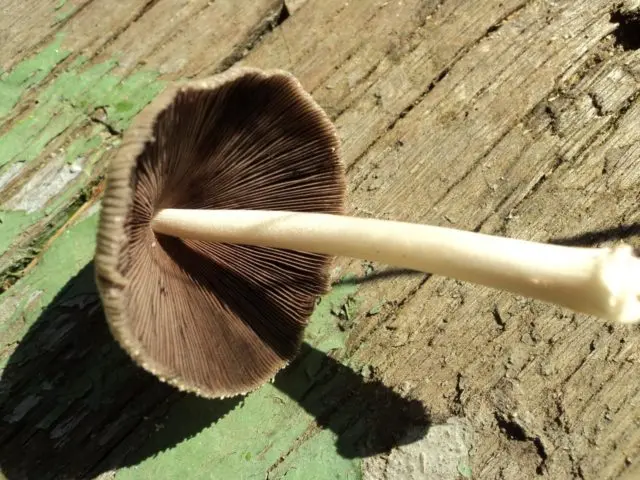 Dung beetle: photo and description of the mushroom