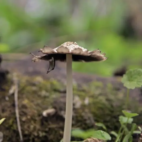 Dung beetle: photo and description of the mushroom