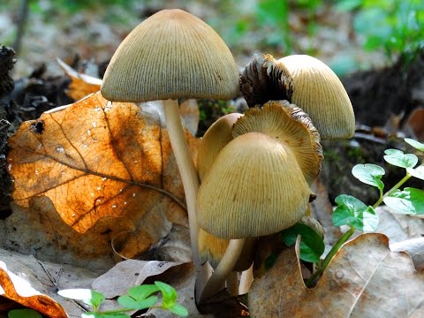 Dung beetle: photo and description of the mushroom