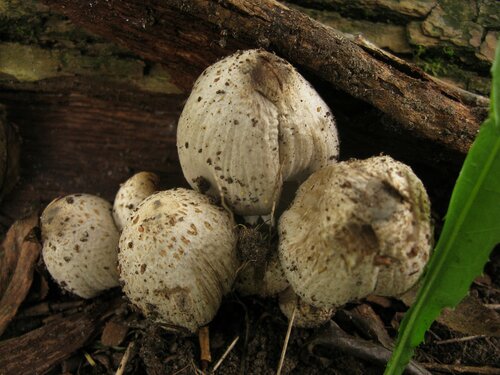 Dung beetle Romagnesi: photo and description of the mushroom