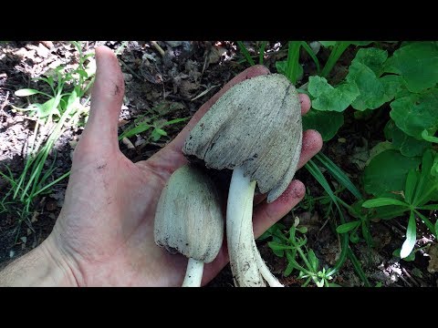 Dung beetle Romagnesi: photo and description of the mushroom