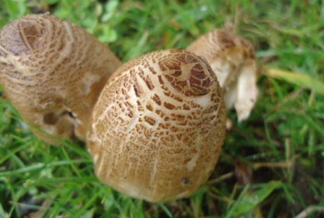 Dung beetle Romagnesi: photo and description of the mushroom