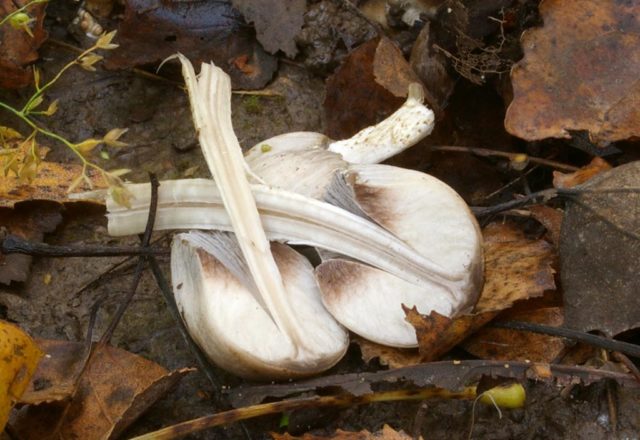 Dung beetle Romagnesi: photo and description of the mushroom