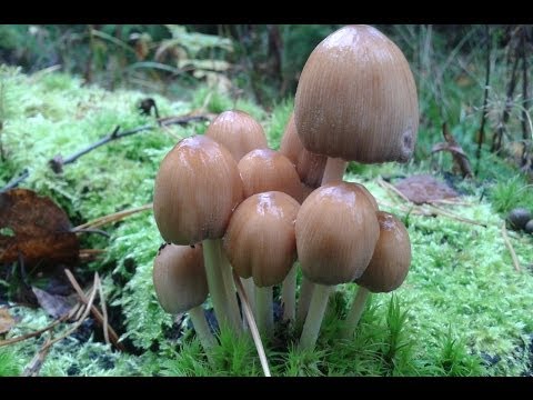 Dung beetle Romagnesi: photo and description of the mushroom