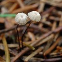 Dung beetle scattered: photo and description