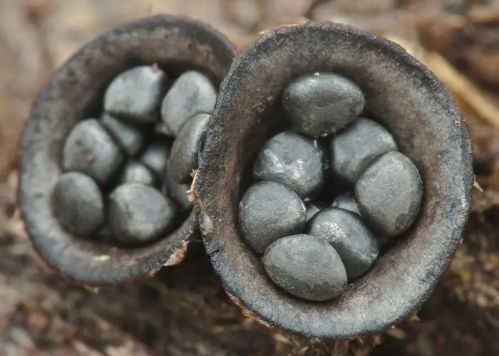 Dung cup (Cyathus stercoreus) photo and description