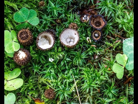 Dung cup: photo and description of the mushroom