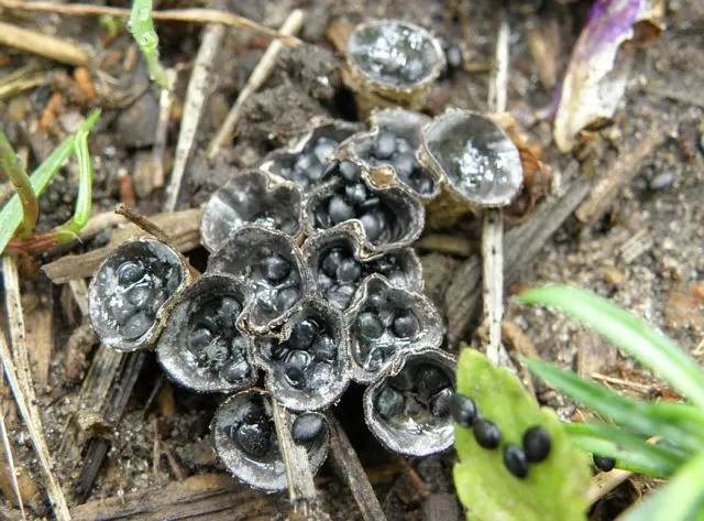 Dung cup: photo and description of the mushroom