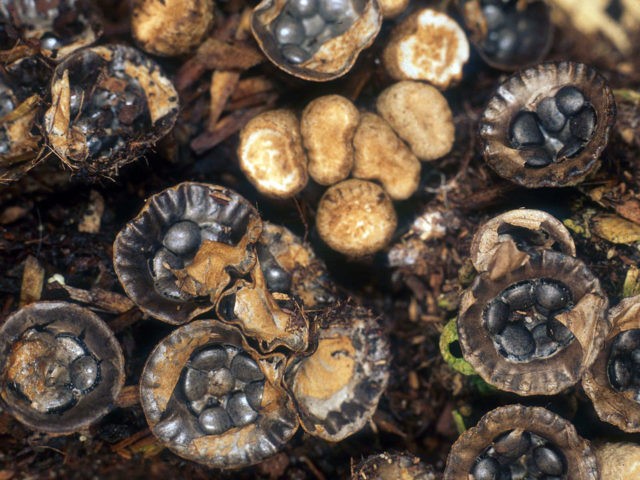 Dung cup: photo and description of the mushroom