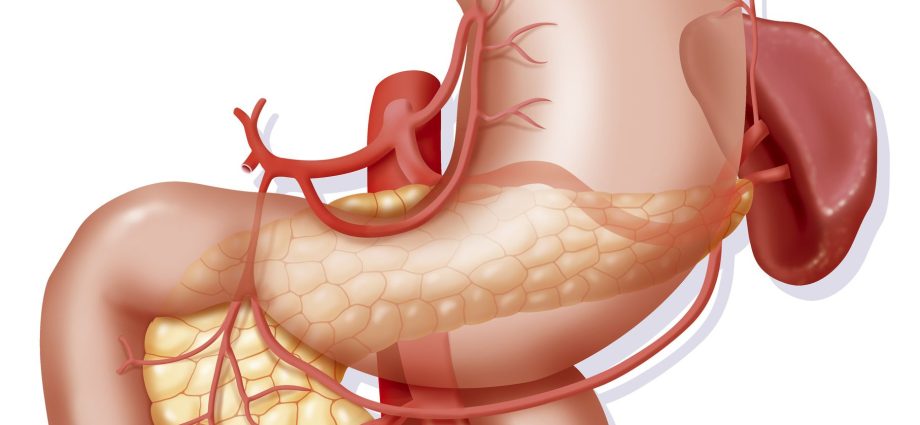 Duodenum &#8211; anatomy, functions, diseases