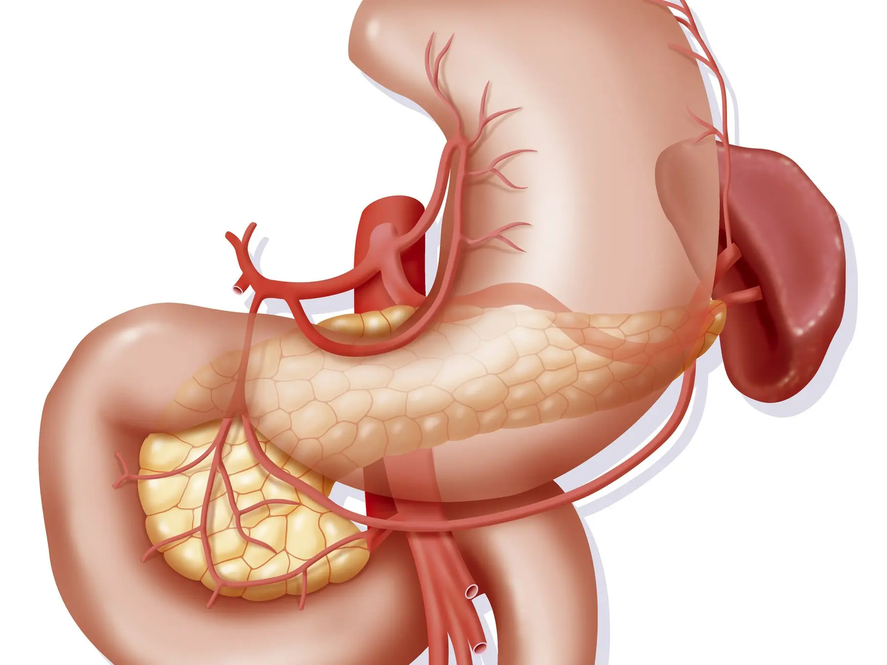 Duodenum &#8211; anatomy, functions, diseases