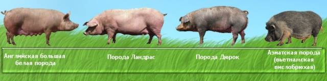 Duroc &#8211; a breed of pigs: characteristics, photo 