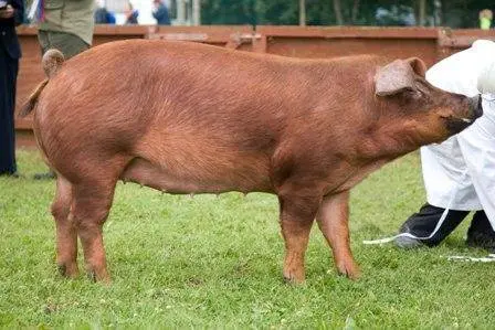 Duroc &#8211; a breed of pigs: characteristics, photo 