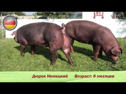 Duroc - a breed of pigs: characteristics, photo 