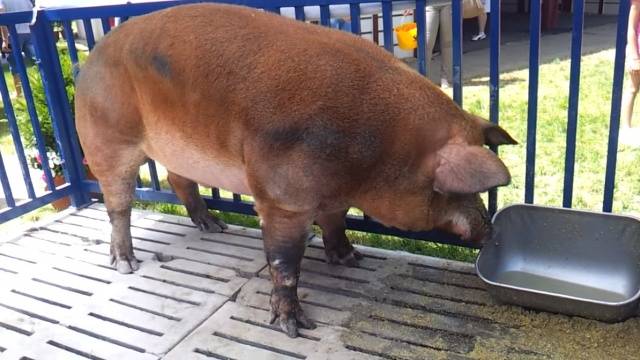 Duroc &#8211; a breed of pigs: characteristics, photo 