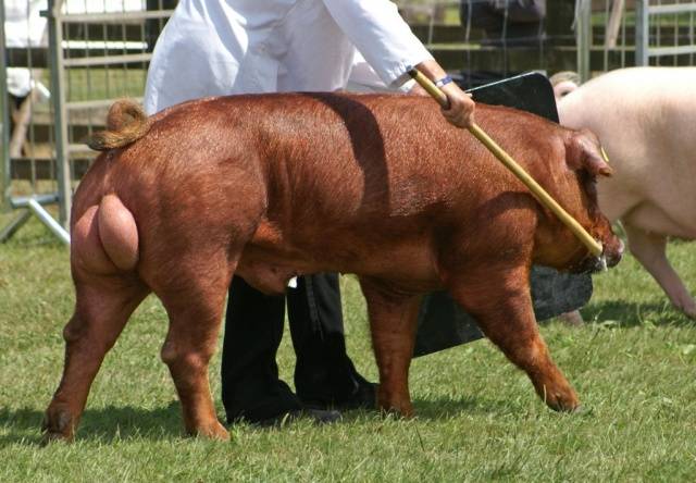 Duroc &#8211; a breed of pigs: characteristics, photo 