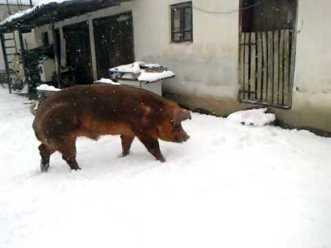 Duroc - a breed of pigs: characteristics, photo 