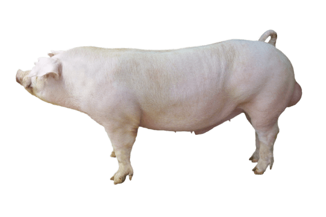 Duroc &#8211; a breed of pigs: characteristics, photo 