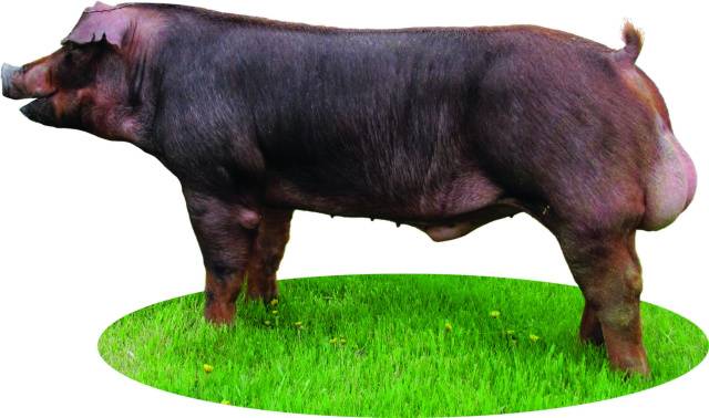 Duroc &#8211; a breed of pigs: characteristics, photo 