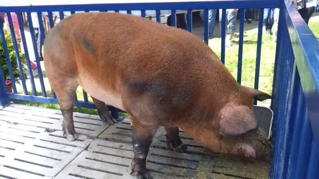 Duroc &#8211; a breed of pigs: characteristics, photo 