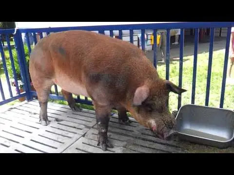 Duroc - a breed of pigs: characteristics, photo 