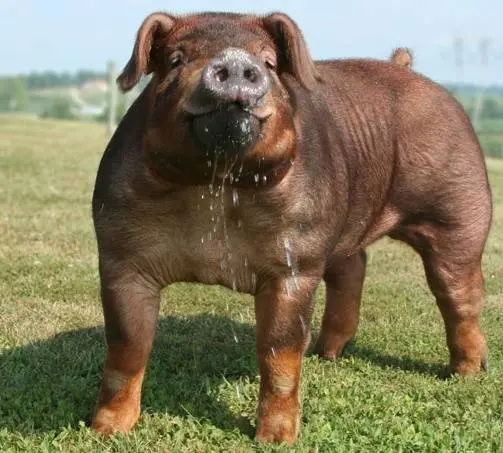 Duroc &#8211; a breed of pigs: characteristics, photo 